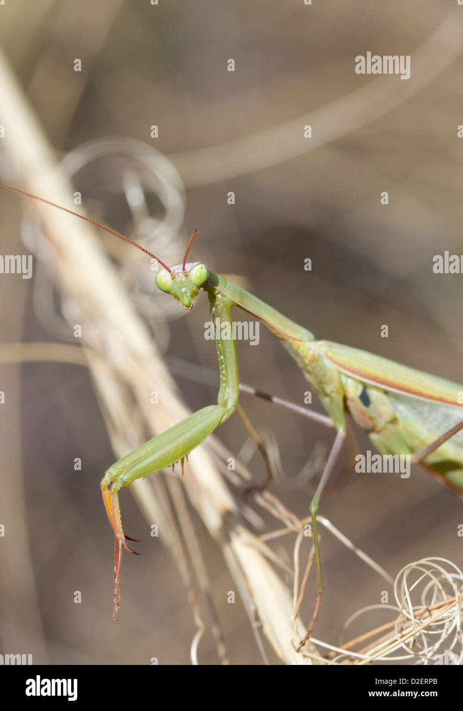 Portrait of a European Mantis (Mantis religiosa) on the grass. Stockfoto