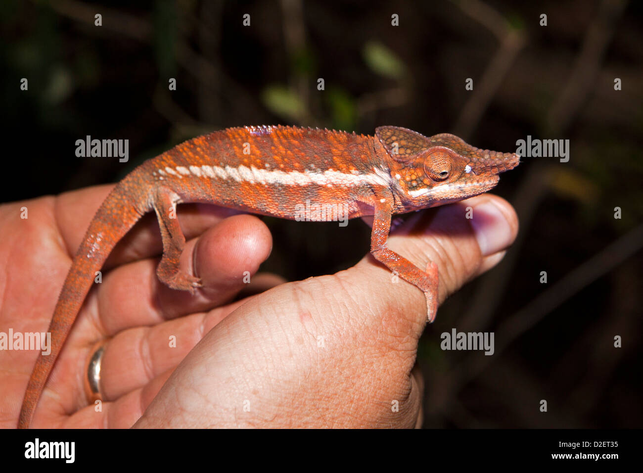 Madagaskar, Betrieb Wallacea, Mariarano, Chamäleon Furcifer Angeli in der Nacht auf der Seite Stockfoto