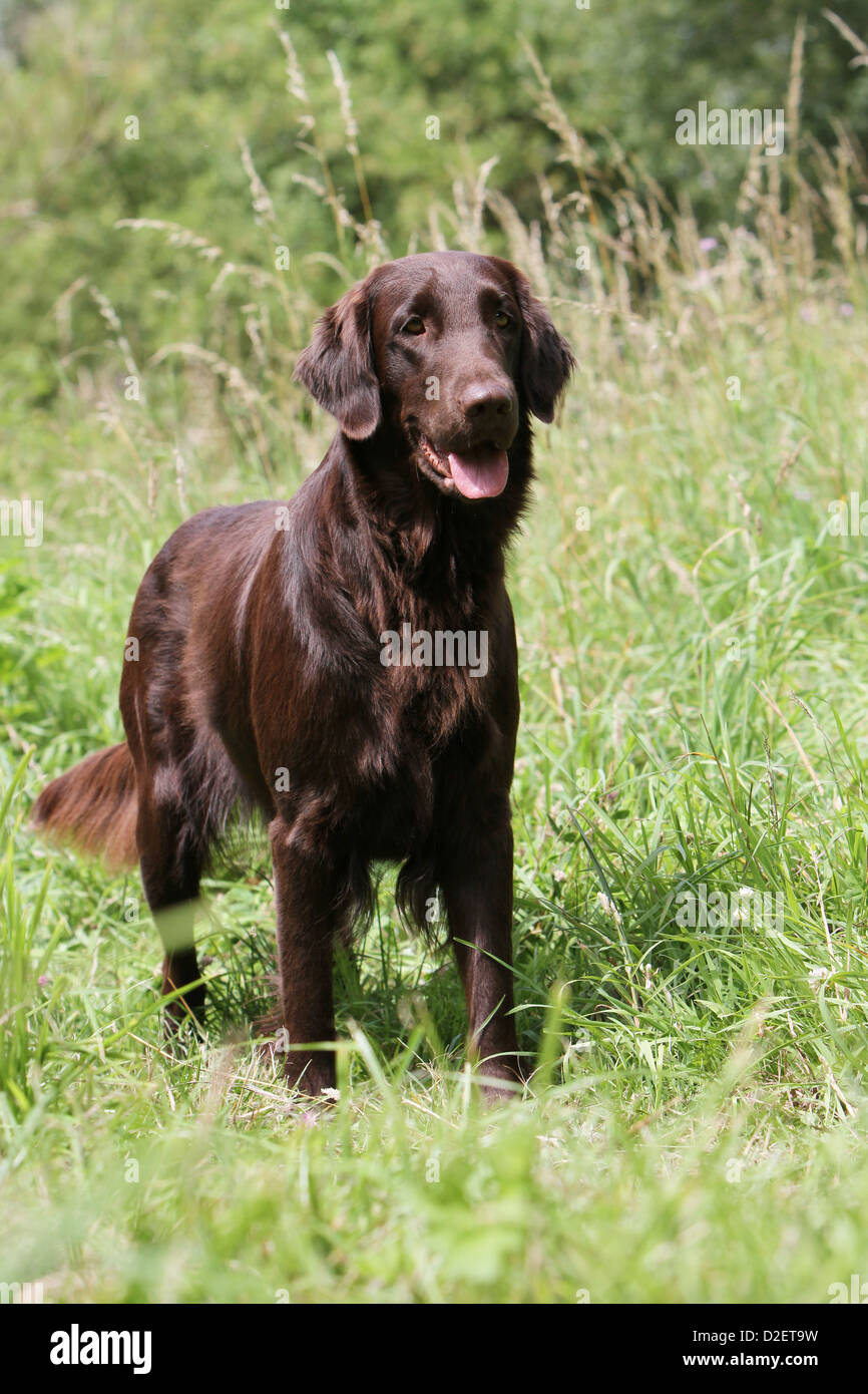 Hund Flat Coated Retriever Erwachsener (braun) steht auf einer Wiese