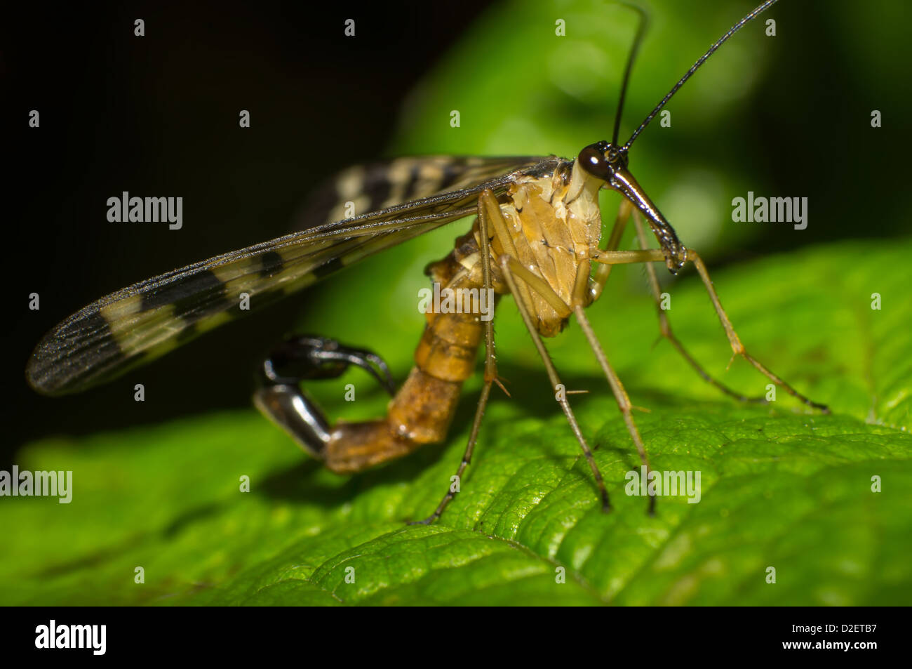 Nahaufnahme des mächtigen Scorpion fly Stockfoto