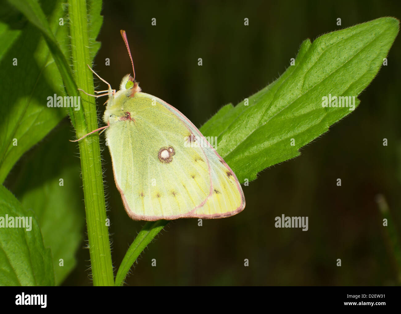 Schmetterlinge in der Sommer-Rasen Stockfoto