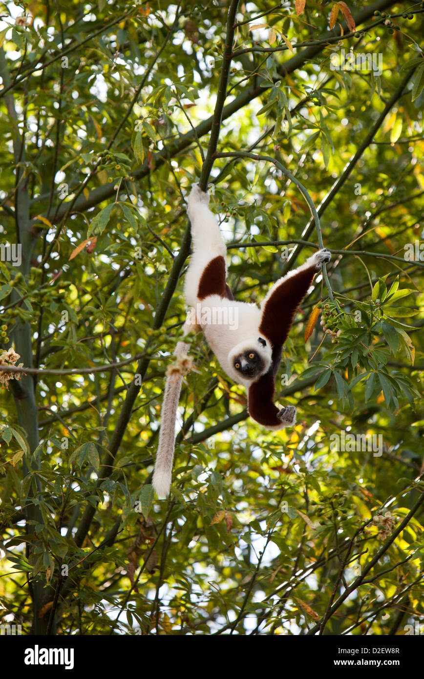 Madagaskar, Betrieb Wallacea, Mariarano, Sifaka Coquerels, Propithecus Coquereli im Baum Stockfoto