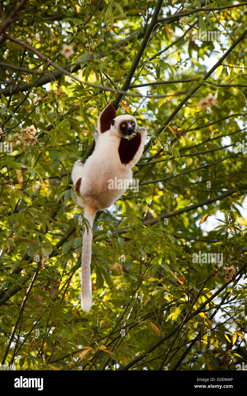 Madagaskar, Betrieb Wallacea, Mariarano, Sifaka Coquerels, Propithecus Coquereli im Baum Stockfoto