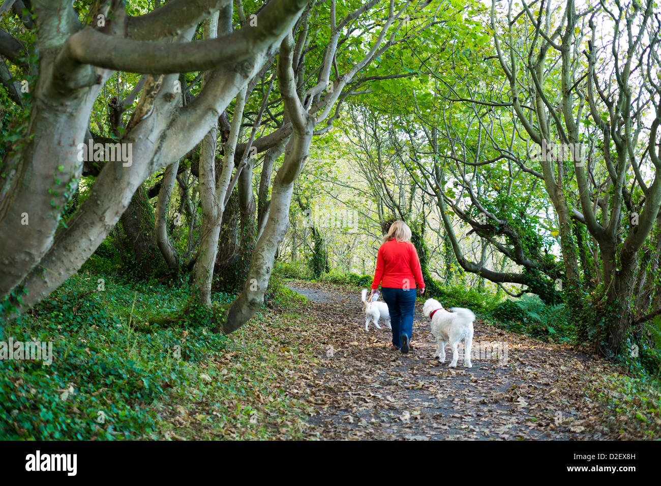 Frau auf North Down Coastal Path mit 2 Hunden Stockfoto