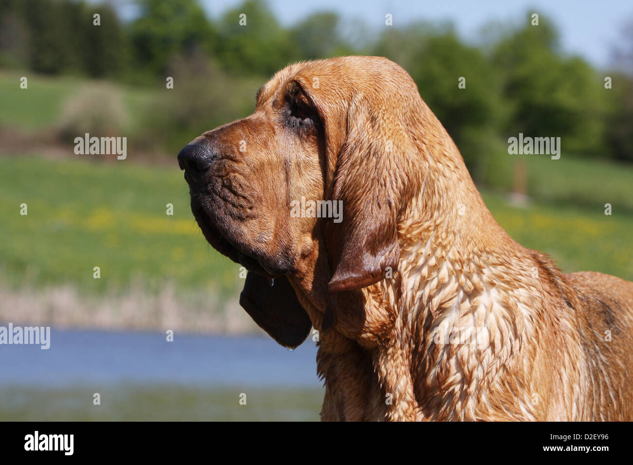 Hund Bluthund / Chien de Saint-Hubert Erwachsenen Porträt Profil Stockfoto