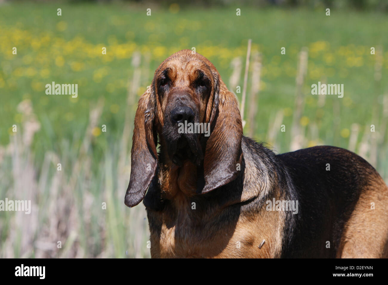 Hund Bluthund / Erwachsenen Porträt Chien de Saint-Hubert Stockfoto