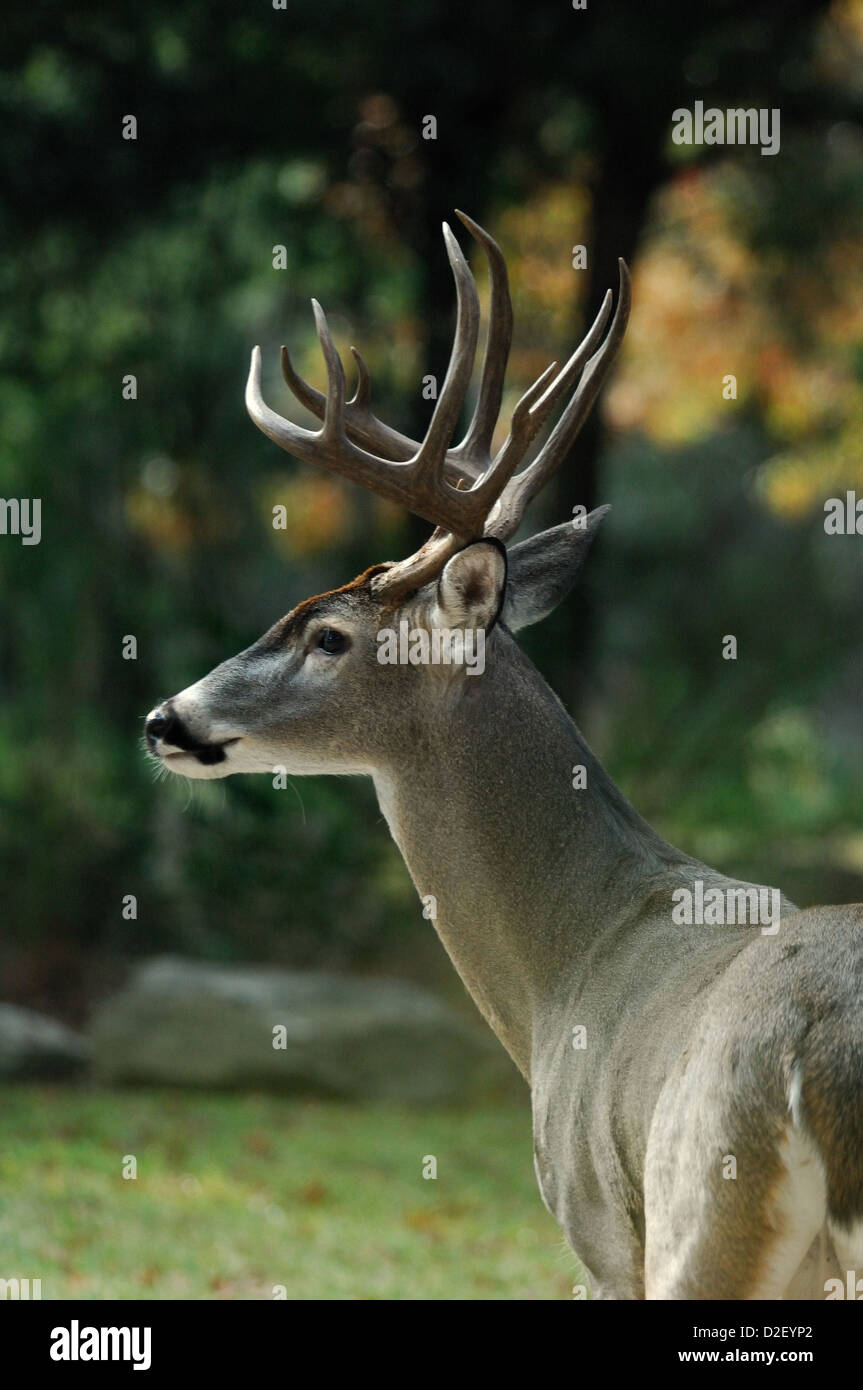 Whitetail Buck Rotwild (Odocoileus Virginianus) Austin Texas Stockfoto