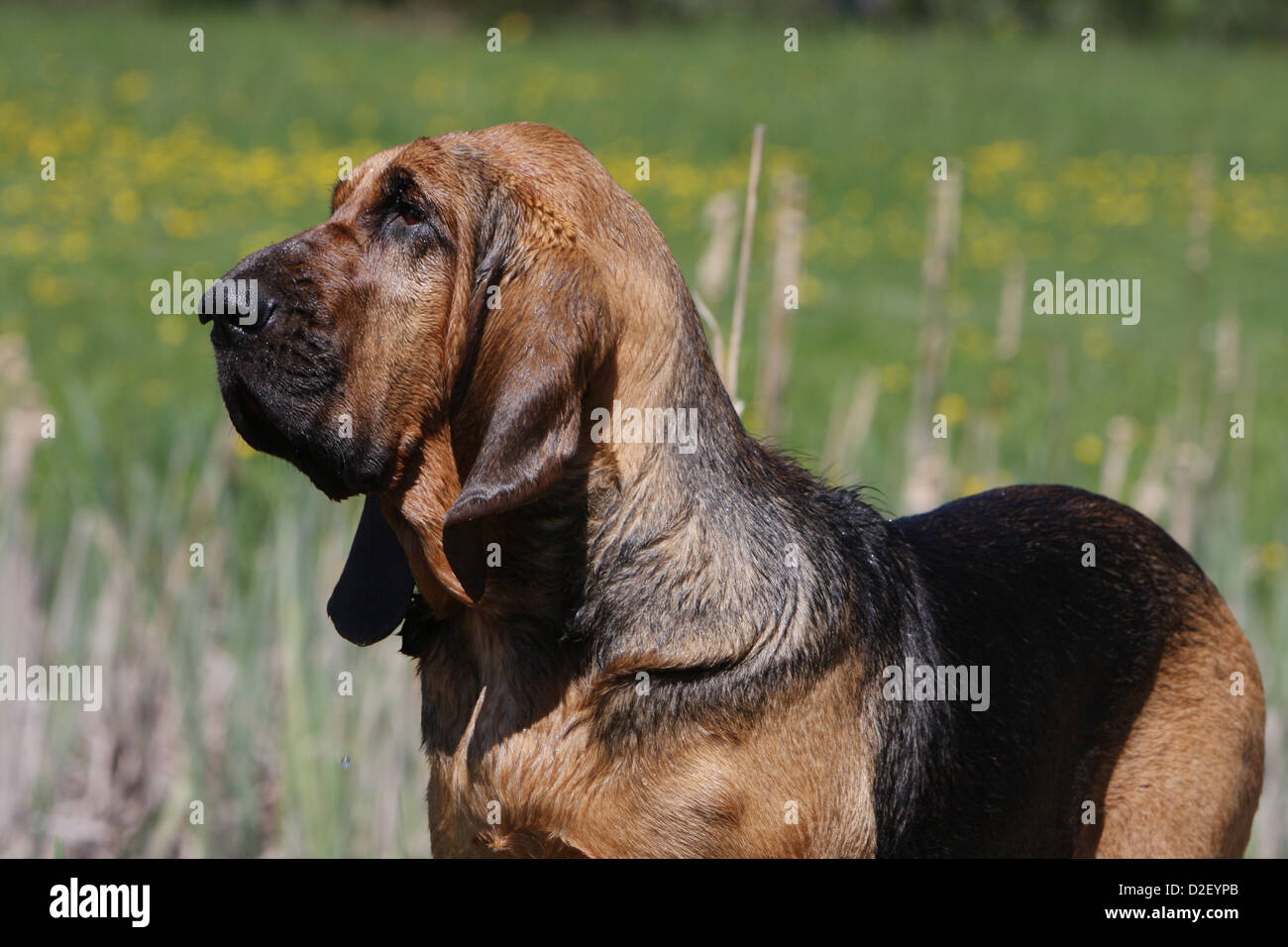 Hund Bluthund / Chien de Saint-Hubert Erwachsenen Porträt Profil Stockfoto