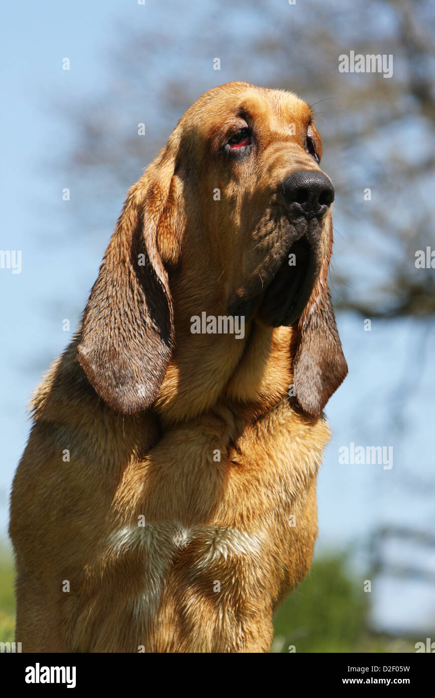 Hund Bluthund / Chien de Saint-Hubert Erwachsenen Porträt Profil Stockfoto