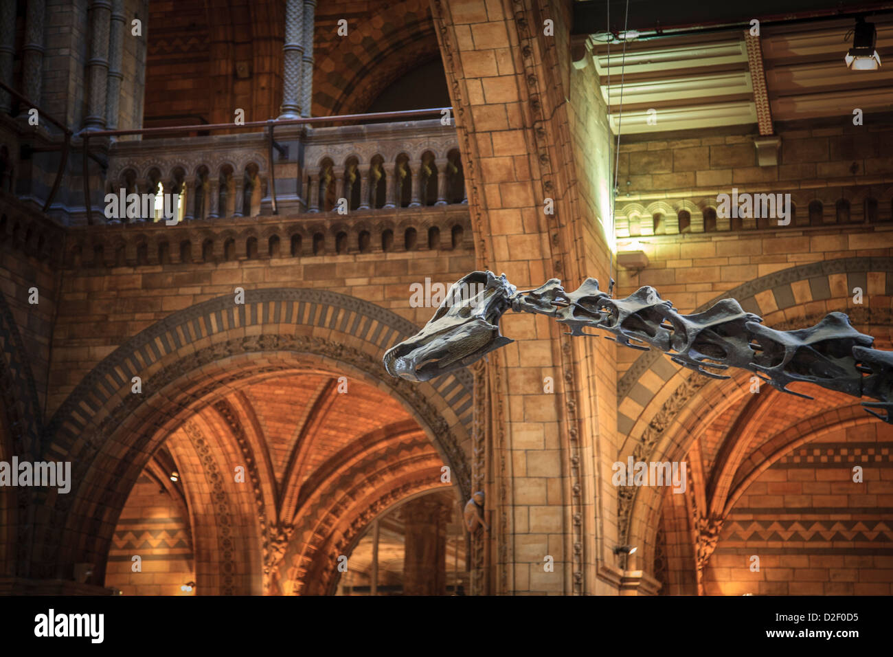 Kopf und Hals des Diplodocus Fossils (Dippy) in der Main Hall des Natural History Museum, London Stockfoto