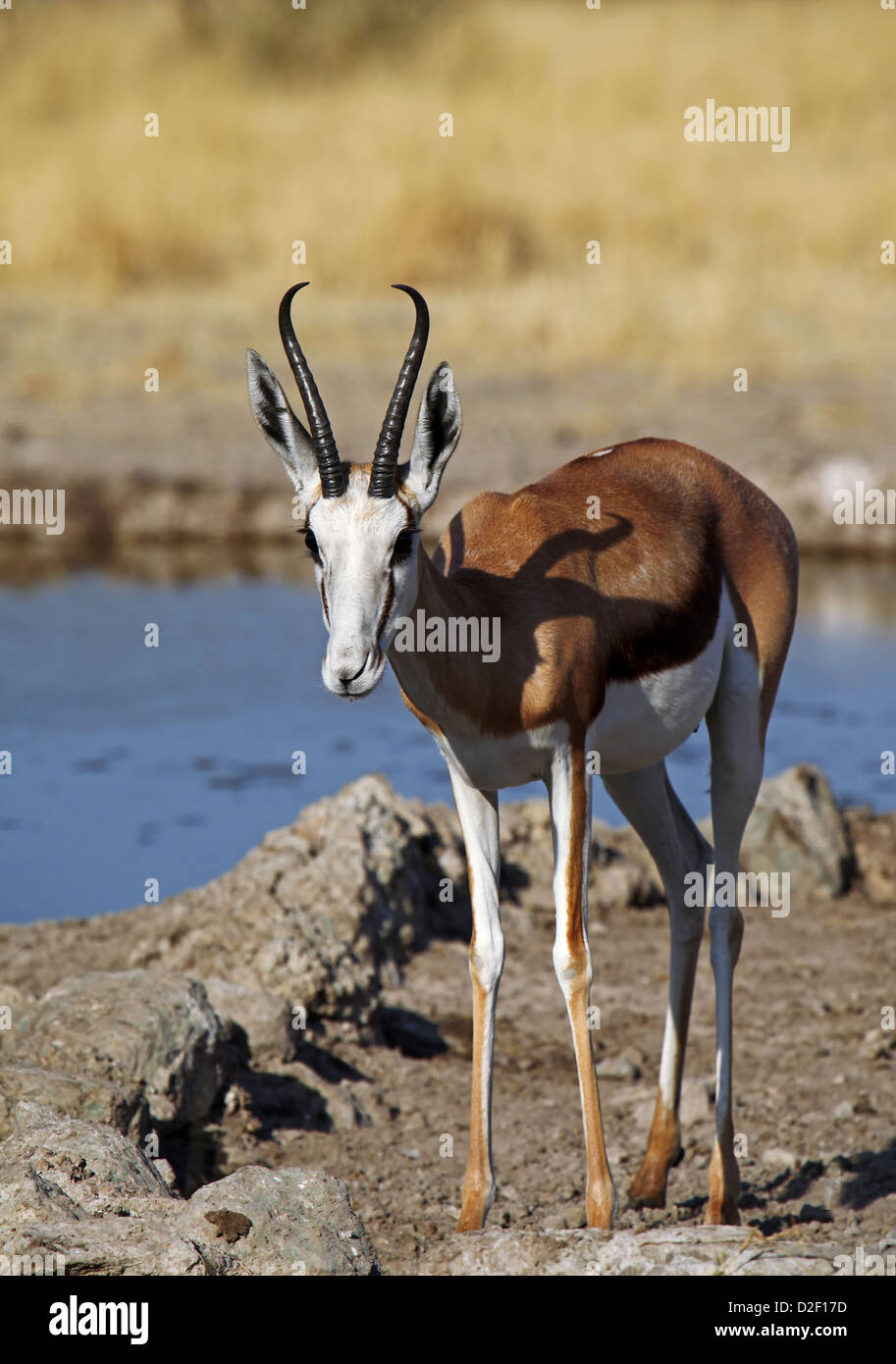 Springböcke, Central Kalahari Game Reserve, Botsuana, Tierwelt Stockfoto