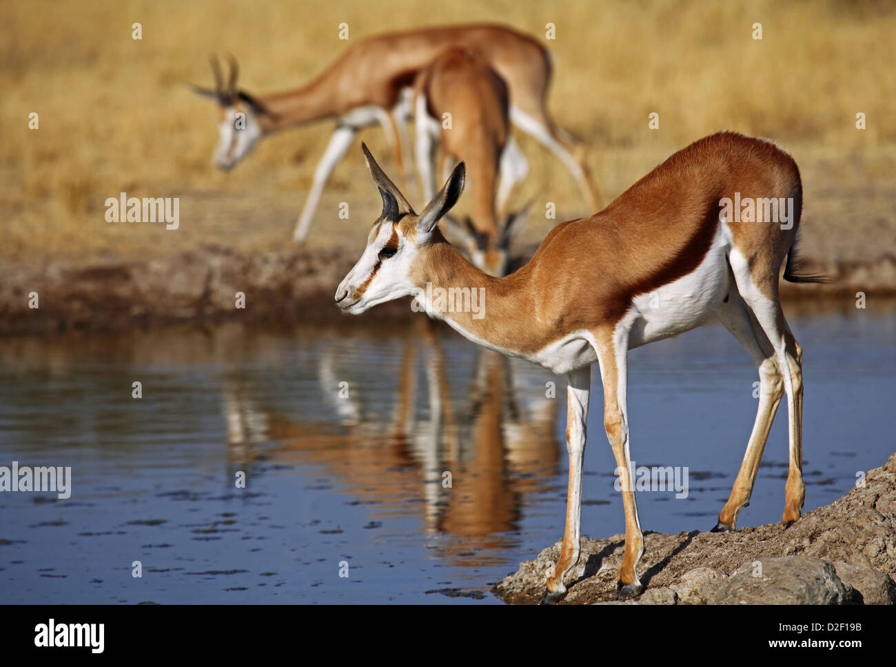 Springböcke, Central Kalahari Game Reserve, Botsuana, Tierwelt Stockfoto