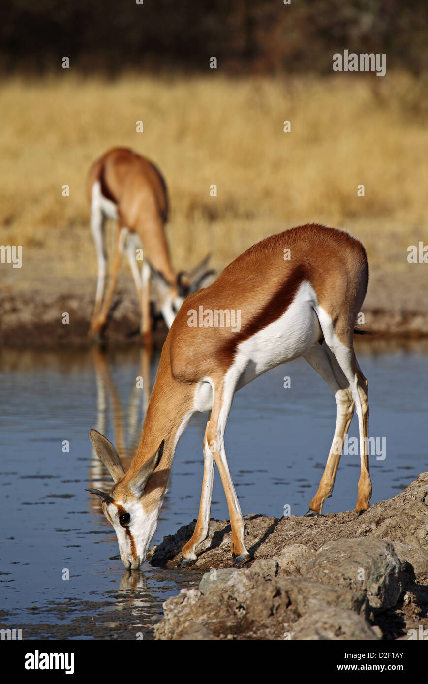 Springböcke, Central Kalahari Game Reserve, Botsuana, Tierwelt Stockfoto