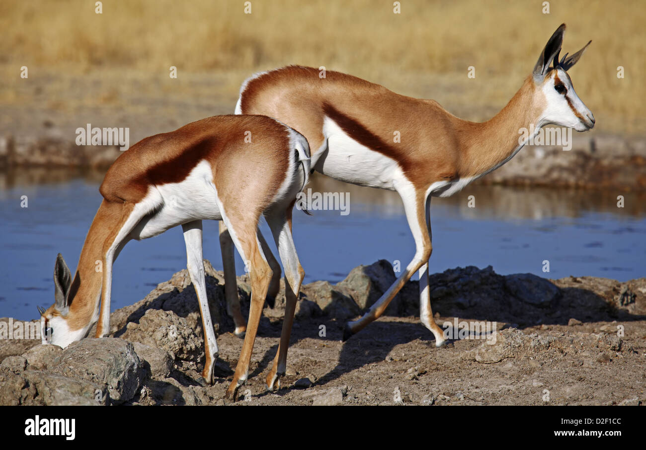 Springböcke, Central Kalahari Game Reserve, Botsuana, Tierwelt Stockfoto