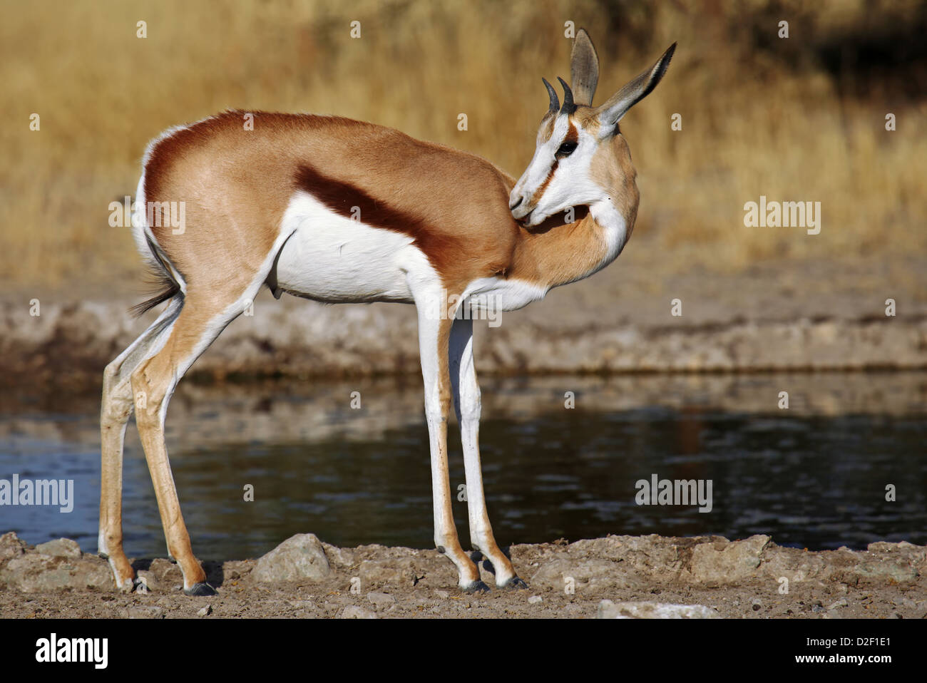 Springböcke, Central Kalahari Game Reserve, Botsuana, Tierwelt Stockfoto