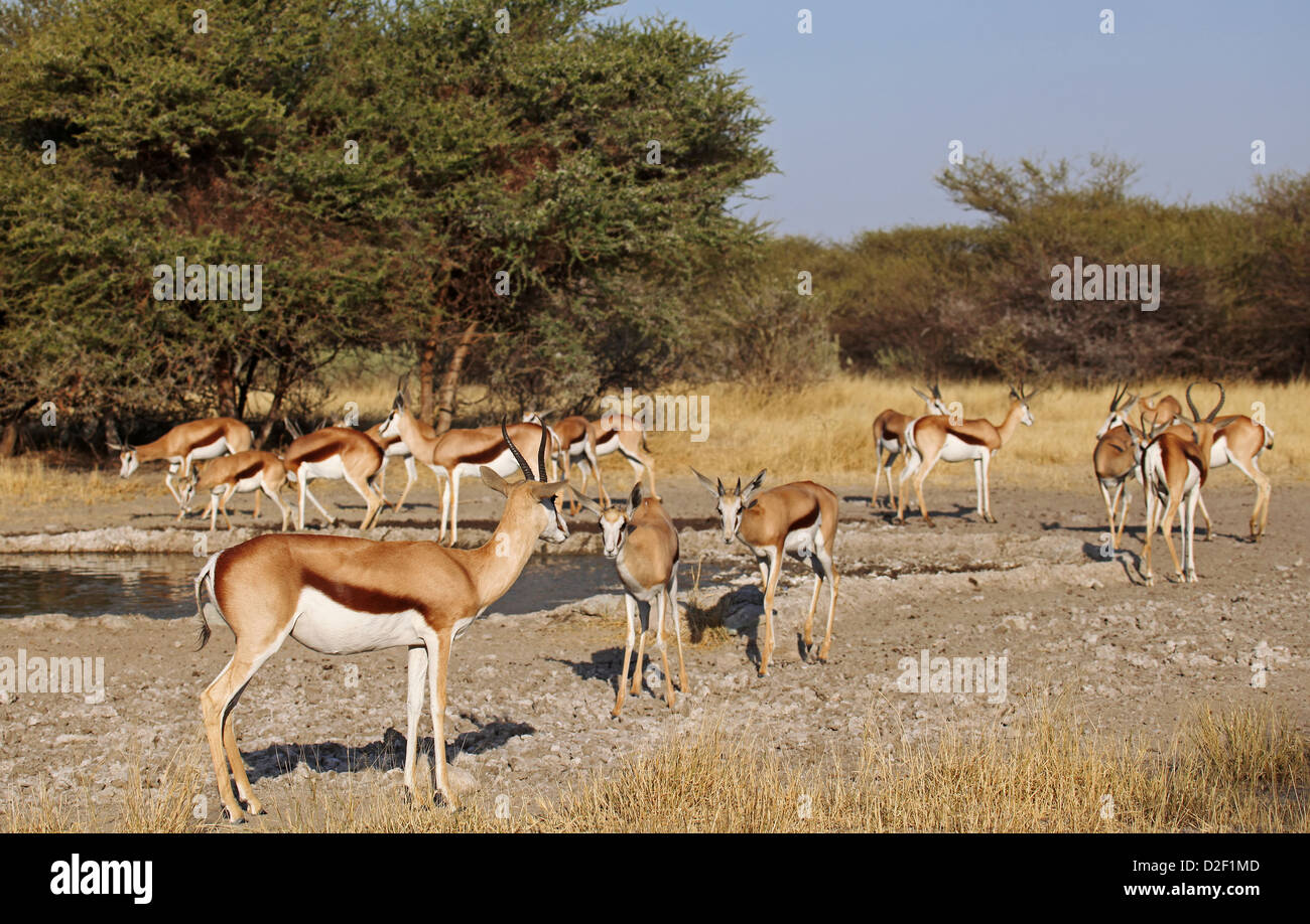 Springböcke, Central Kalahari Game Reserve, Botsuana, Tierwelt Stockfoto
