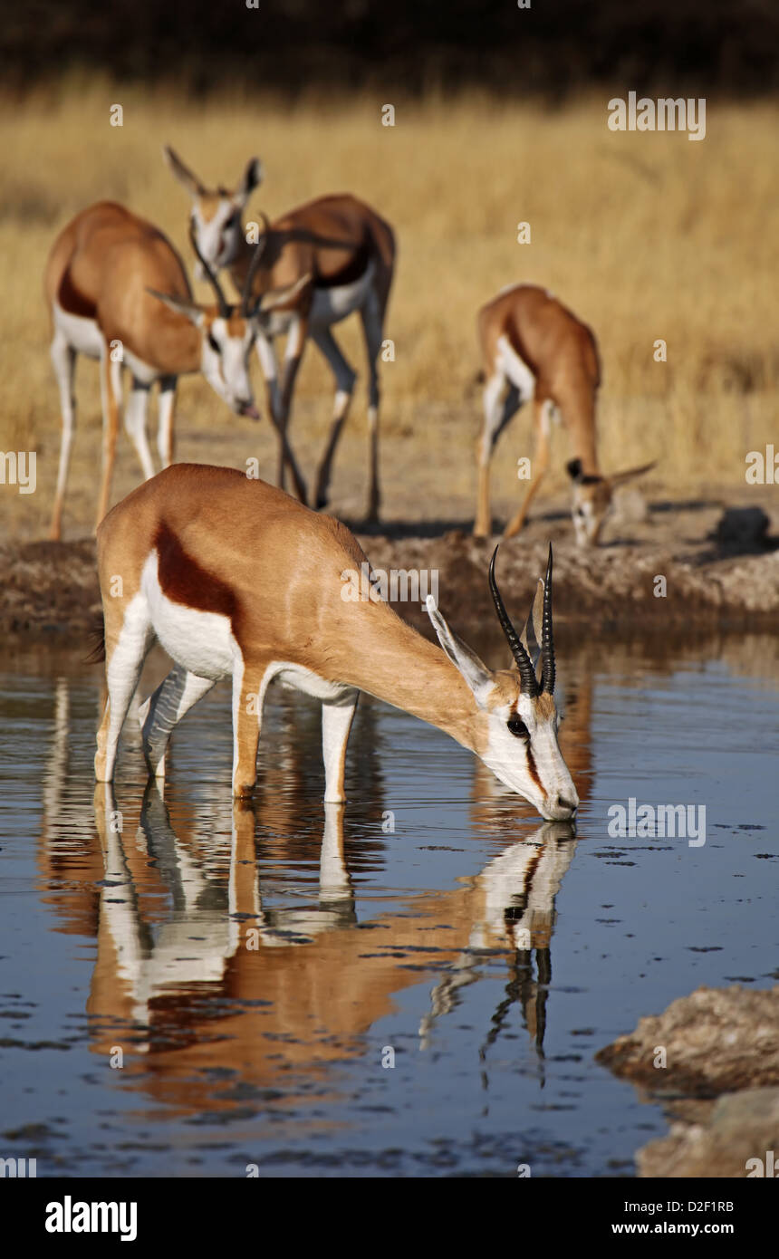 Springböcke, Central Kalahari Game Reserve, Botsuana, Tierwelt Stockfoto