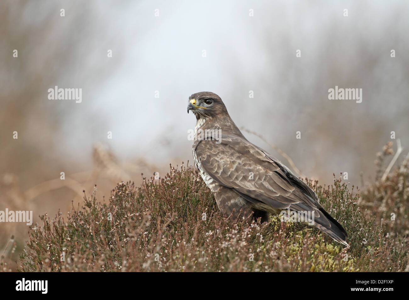 Mäusebussard Buteo Buteo auf heather Stockfoto