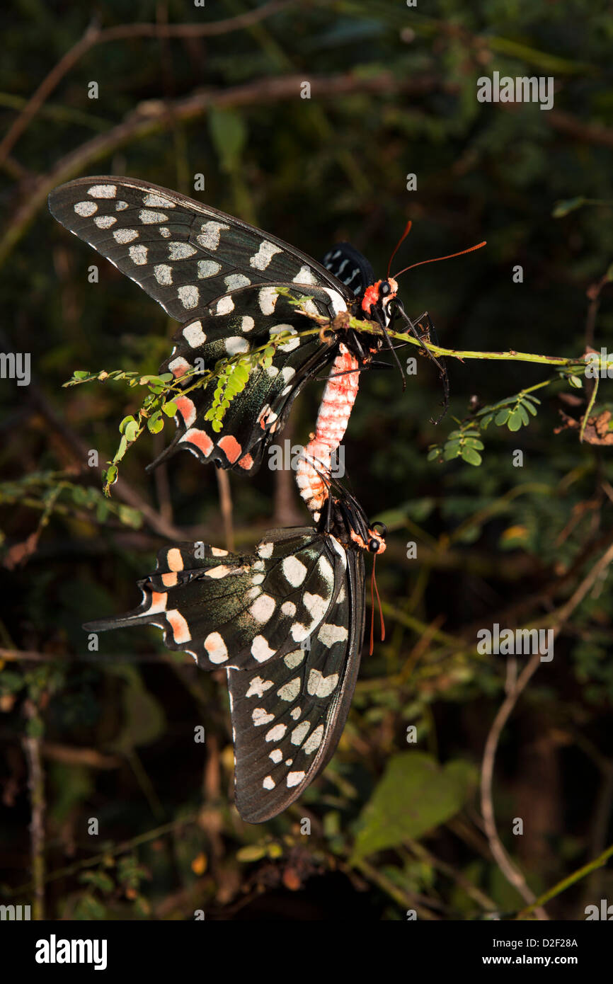 Madagaskar Riesen Schwalbenschwanz (Atrophaneura Antenor) Schmetterlinge Paarung Stockfoto