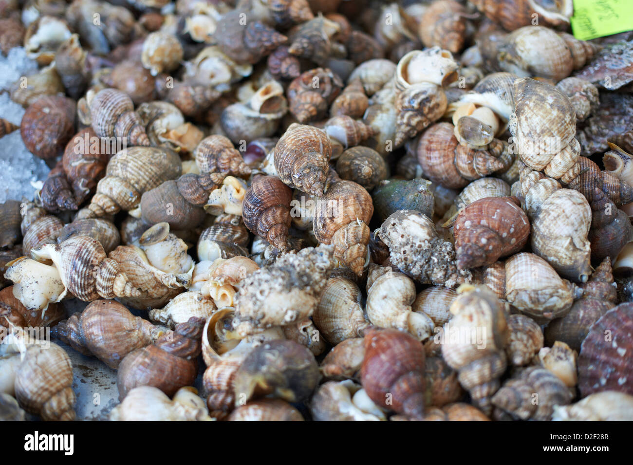 Frische Auswahl von Meeresschnecken an Fischhändler stand, Markt St Georges Belfast Nordirland Stockfoto