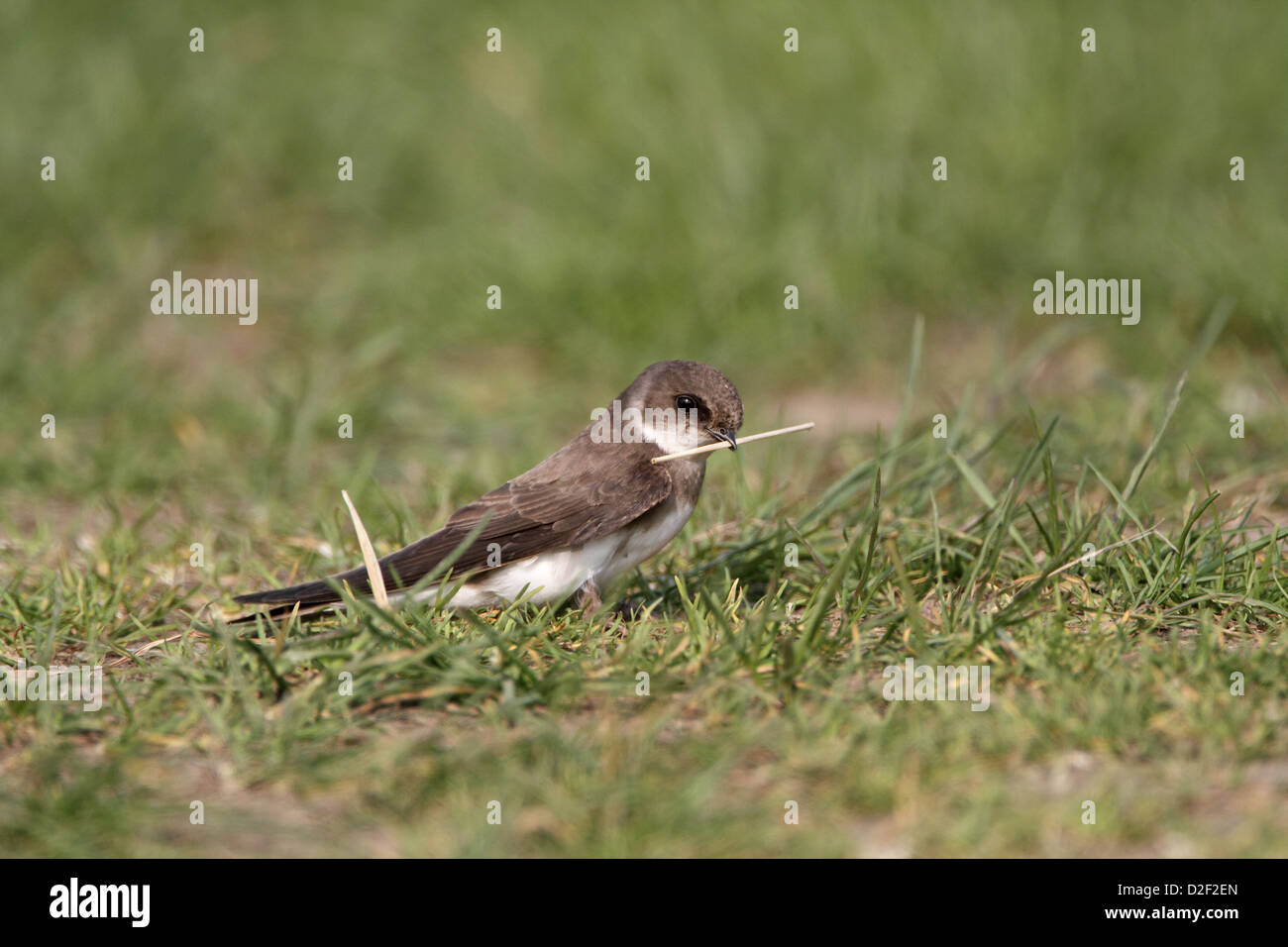 Uferschwalbe (Bank schlucken), Riparia Riparia Nest Futter sammeln Stockfoto