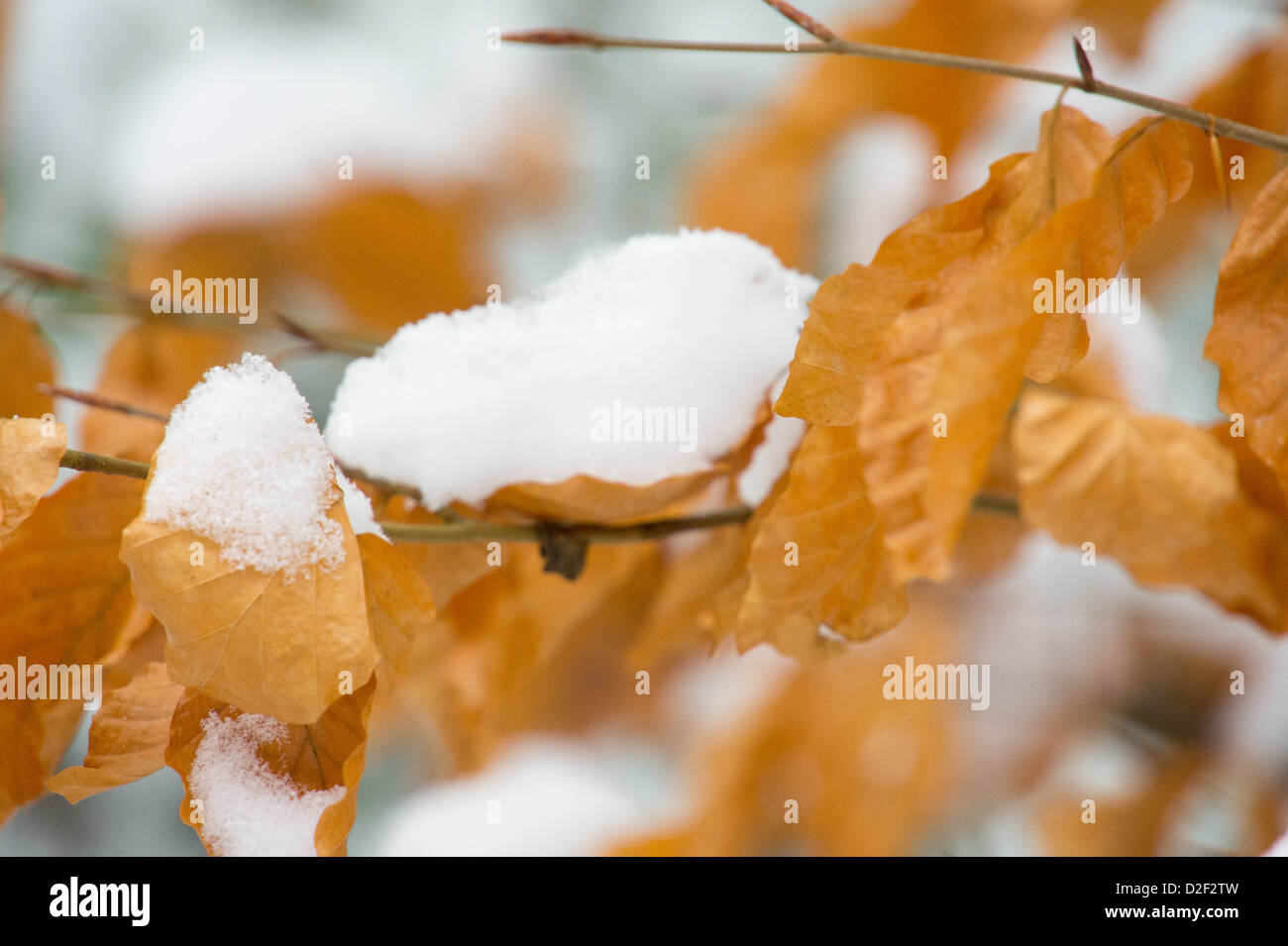 Orange-braune Blätter Klammern sich an Zweige trotz des Gewichtes der Schnee Stockfoto