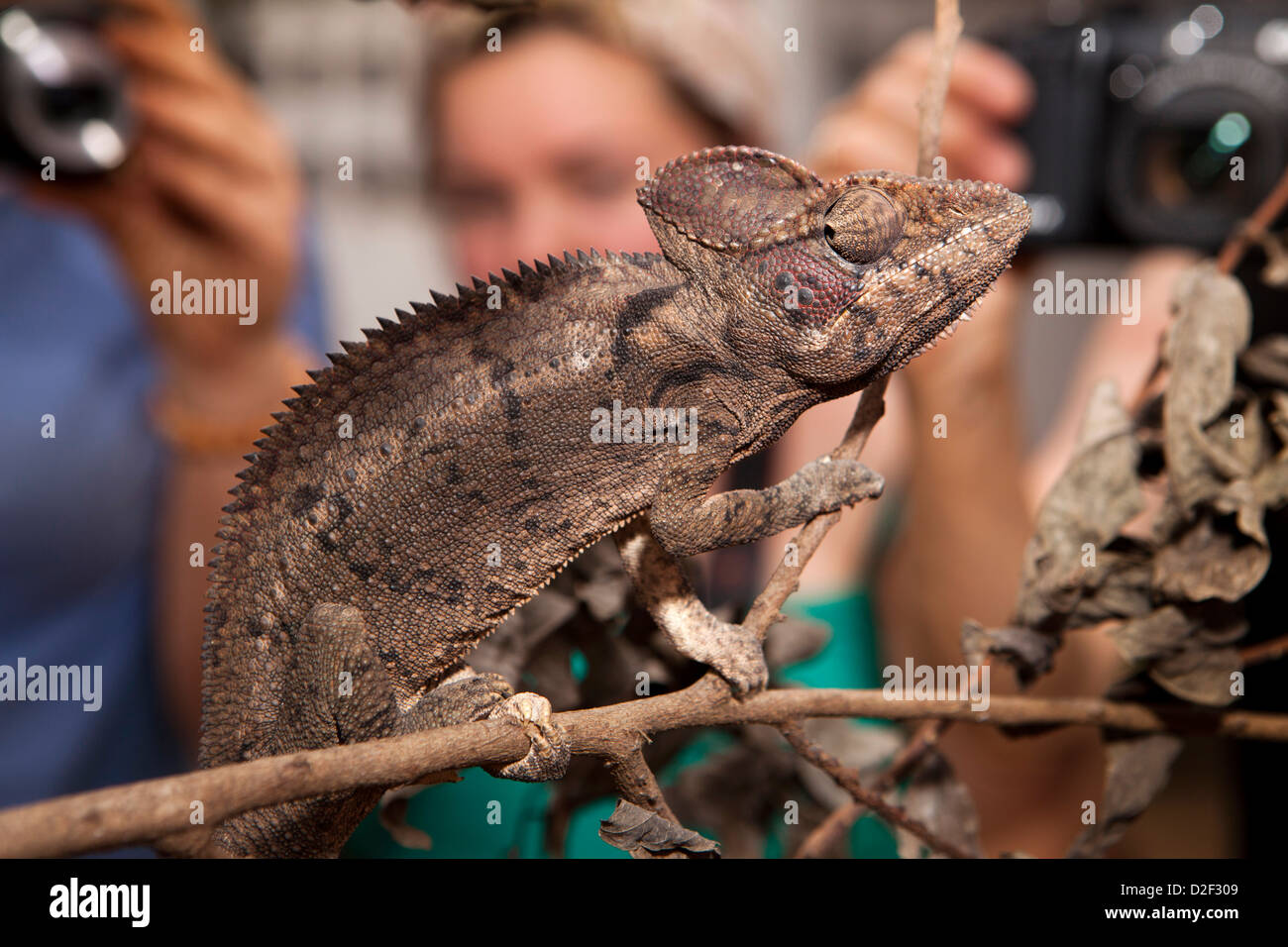 Madagaskar, Betrieb Wallacea, Mariarano, Oustalet Chamäleon, Furcifer oustleti Stockfoto