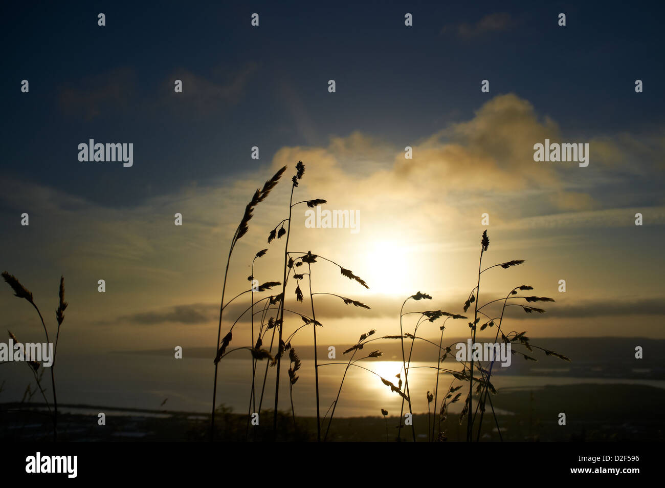 Ansicht von Belfast Lough und County Down von Cave Hill bei Sonnenaufgang mit Wildgras im Vordergrund Stockfoto