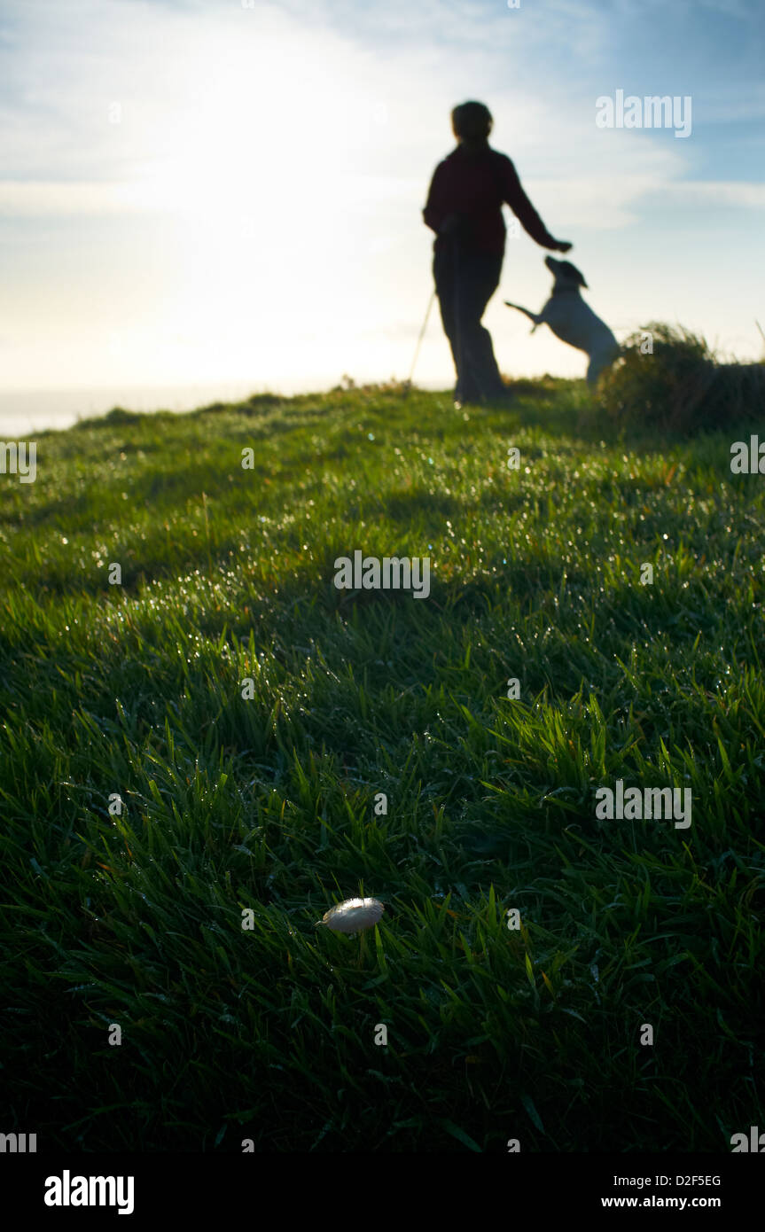 Einzelne wilde Pilzzucht im Tau bedeckt Grass mit Hügel Walker und Hund im Hintergrund, Cave Hill-Nordirland Stockfoto