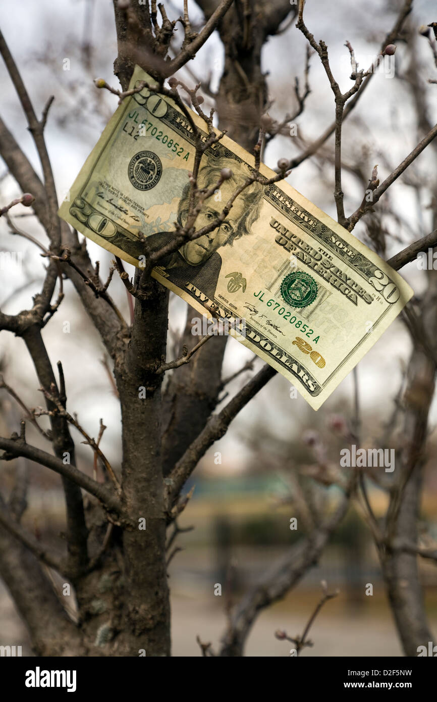 20 Dollar Banknote in kahlen Äste geblasen Stockfoto