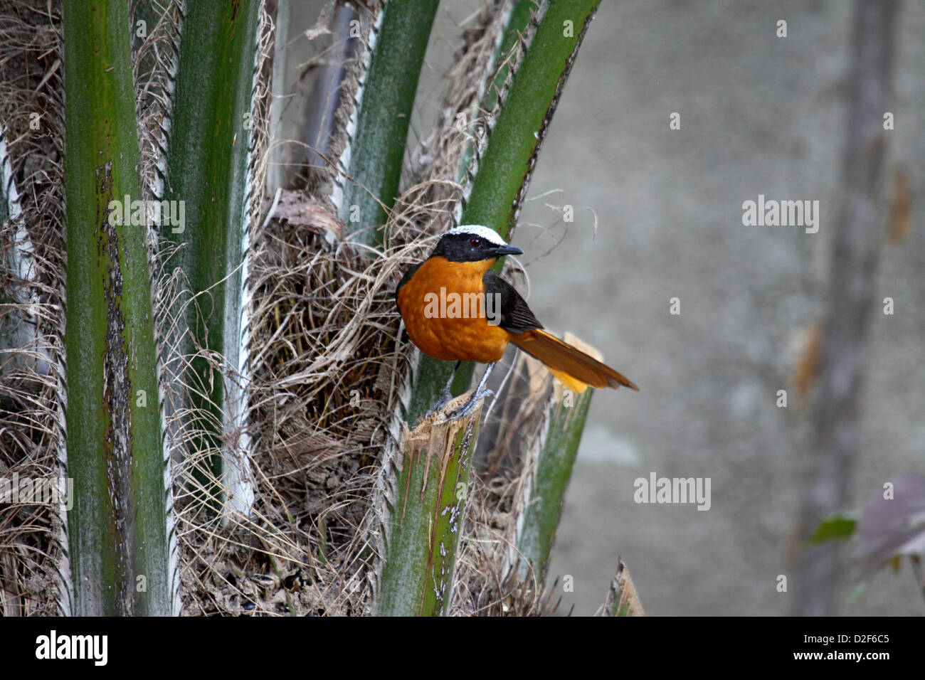Weiß gekrönt Robin Chat im Garten in Gambia Stockfoto