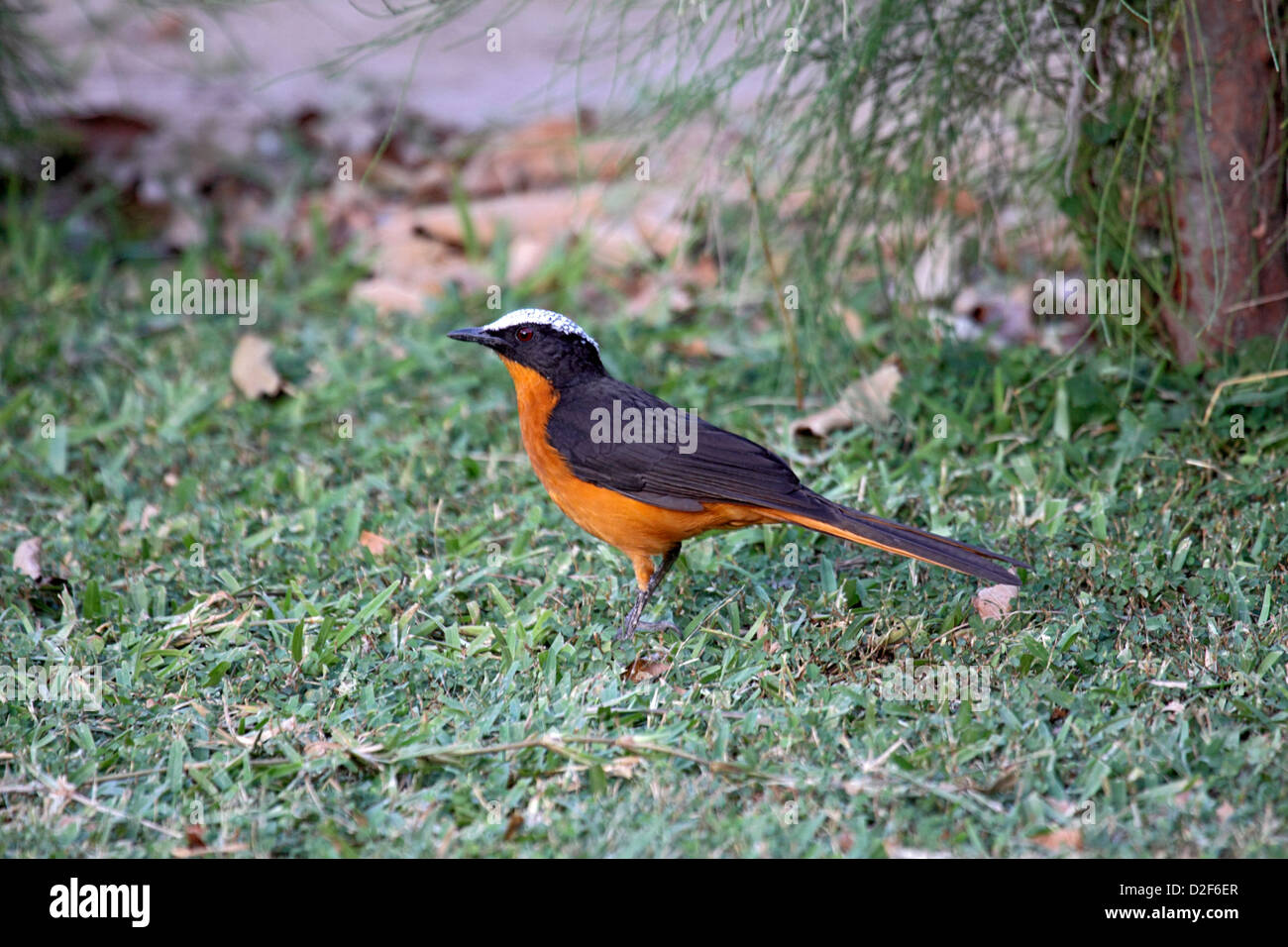 Weiß gekrönt Robin Chat im Garten in Gambia Stockfoto