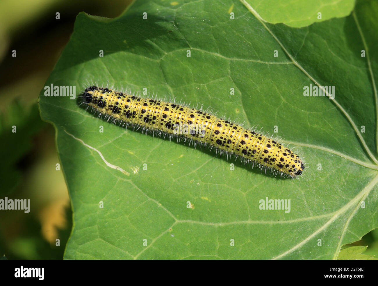 Die Raupe des großen weißen Schmetterlings, Pieris Brassicae, Pieridae. Auch bekannt als großer Kohl weiß Schmetterling. Stockfoto