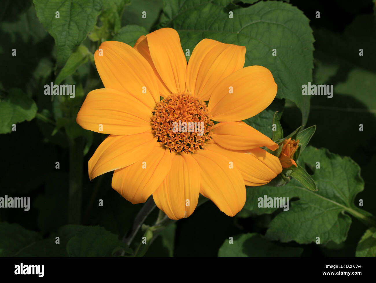 Mexikanische Sonnenblume, Clavel De Muerto, Mexikanisch-Sonnenblume, rot-Sonnenblume, Tithonia Rotundifolia 'Gelbe Fackel', Asteraceae. Mexiko. Stockfoto