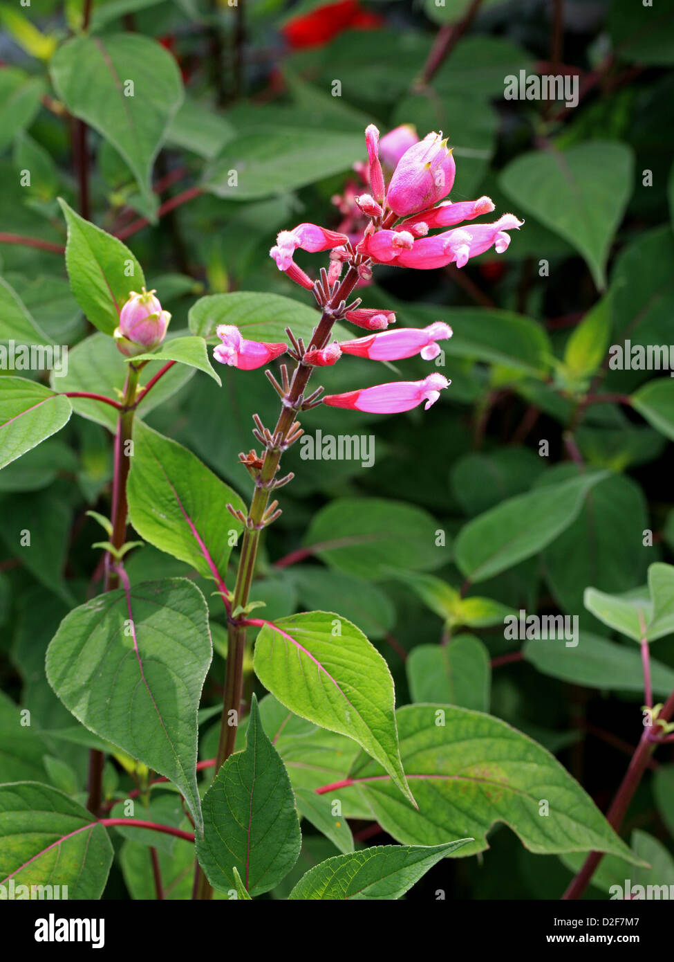 Rose Blatt Salbei, Salvia Involucrata "Boutin", Lamiaceae. Mexiko. Stockfoto