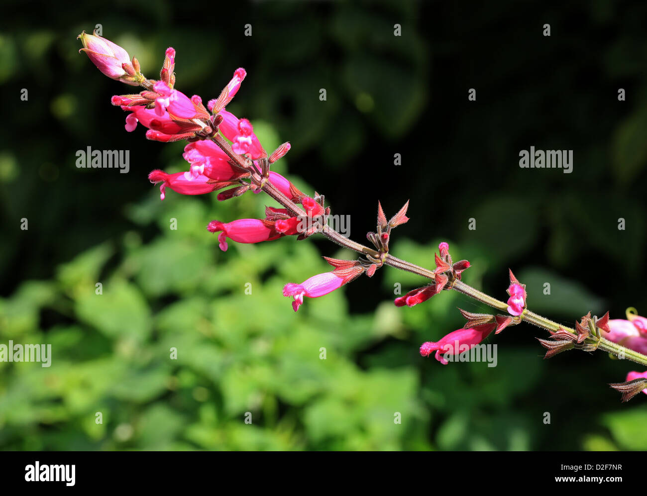 Rose Blatt Salbei, Salvia Involucrata "Boutin", Lamiaceae. Mexiko. Stockfoto