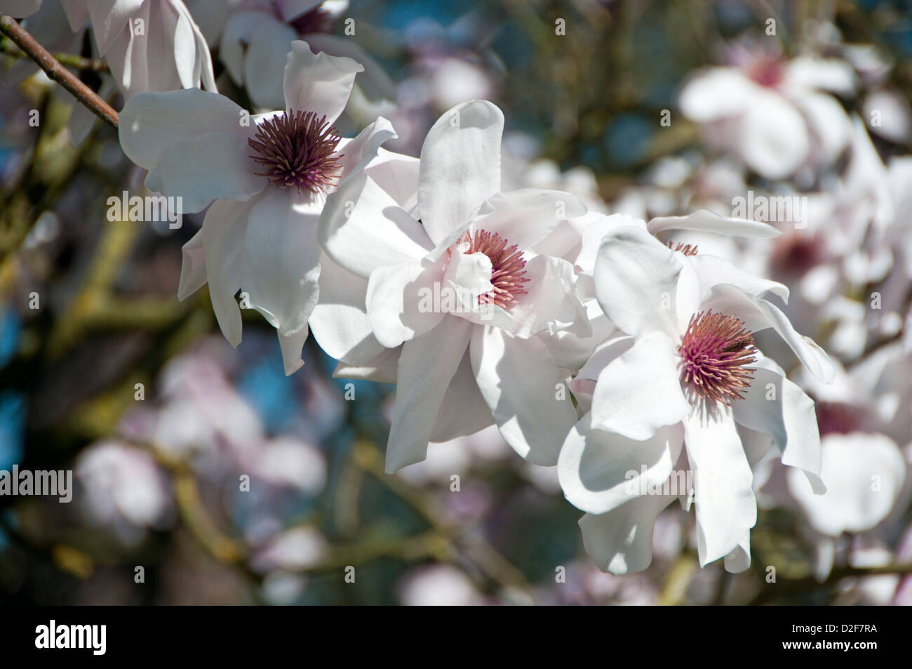 Magnolia Blumen Stockfoto