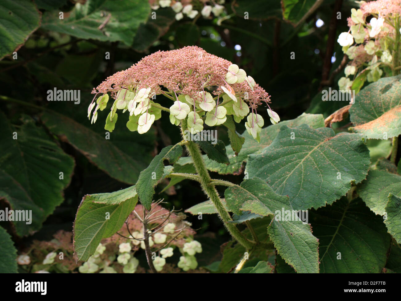 Sargents Hortensie oder Lacecap, Hydrangea Sargentiana, Hydrangeaceae, Süd- und Zentral-China. Stockfoto