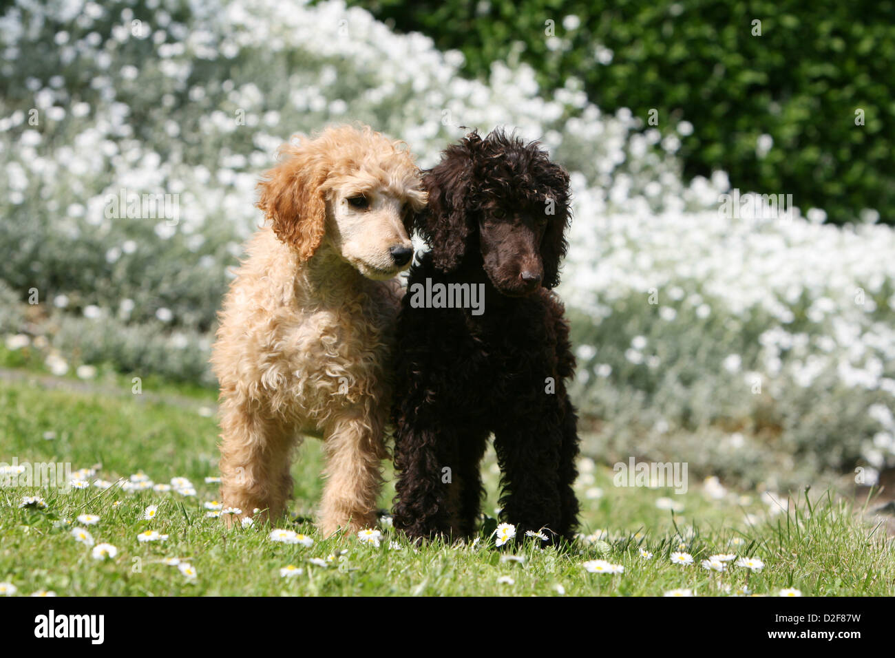Pudel Hund / Pudel / Caniche standard Grande Riese zwei Welpen verschiedene Farben (Apricot und braun) steht in einem Garten Stockfoto
