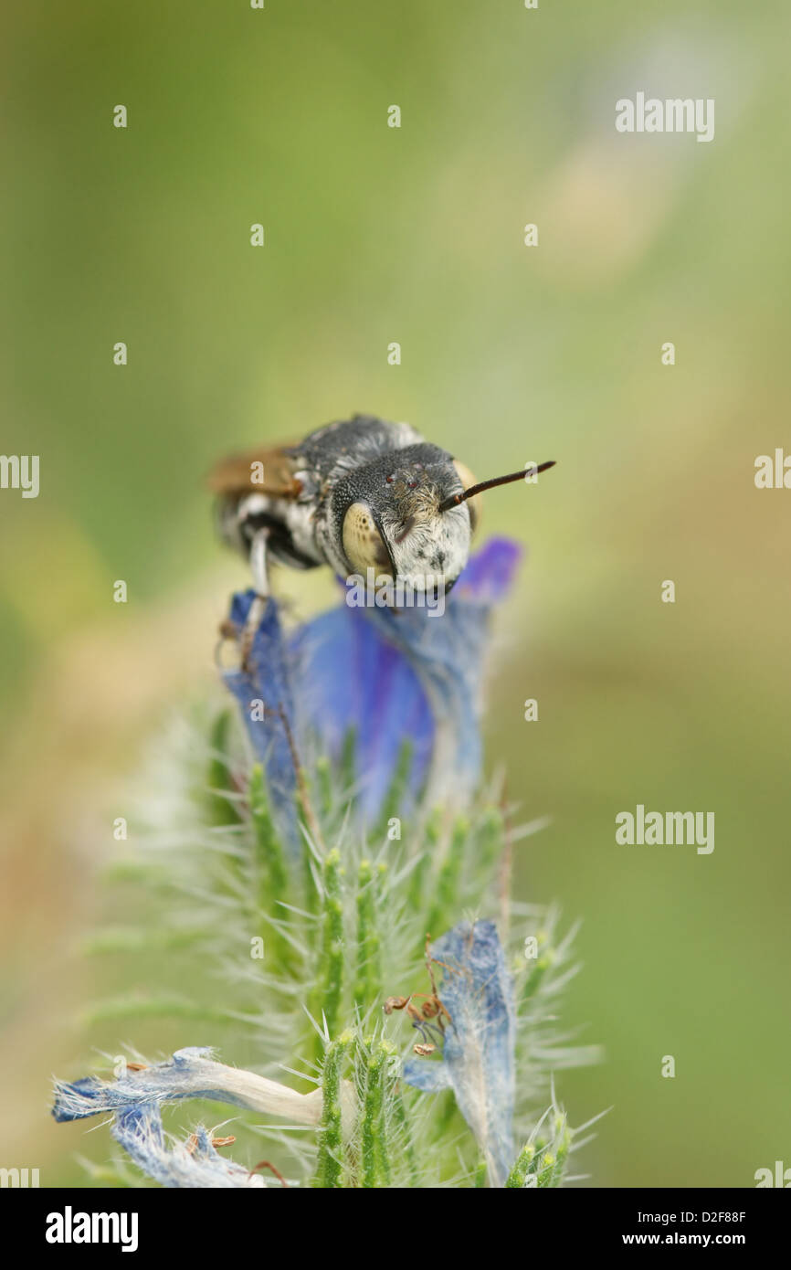 Coelioxys Argentea, ein Kuckuck Biene warten auf Ti Wirtsarten auf Echium (wahrscheinlich ein Anthidium Arten) Stockfoto