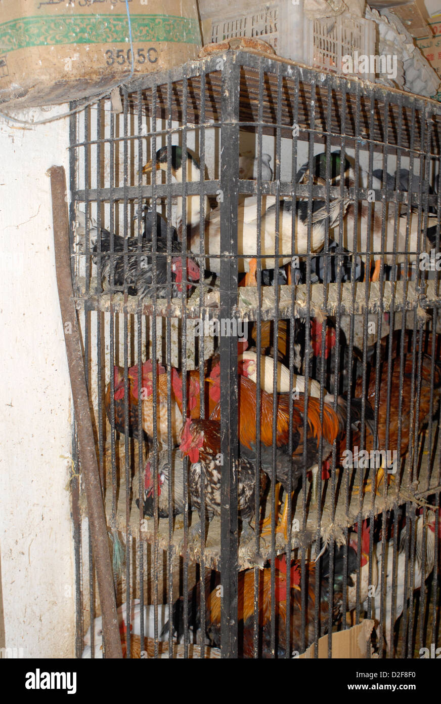 eingesperrte Hühner warten auf Schlachtung zum Verkauf im Souk Jdid Avenue Zerktouni Essaouira Marokko Stockfoto