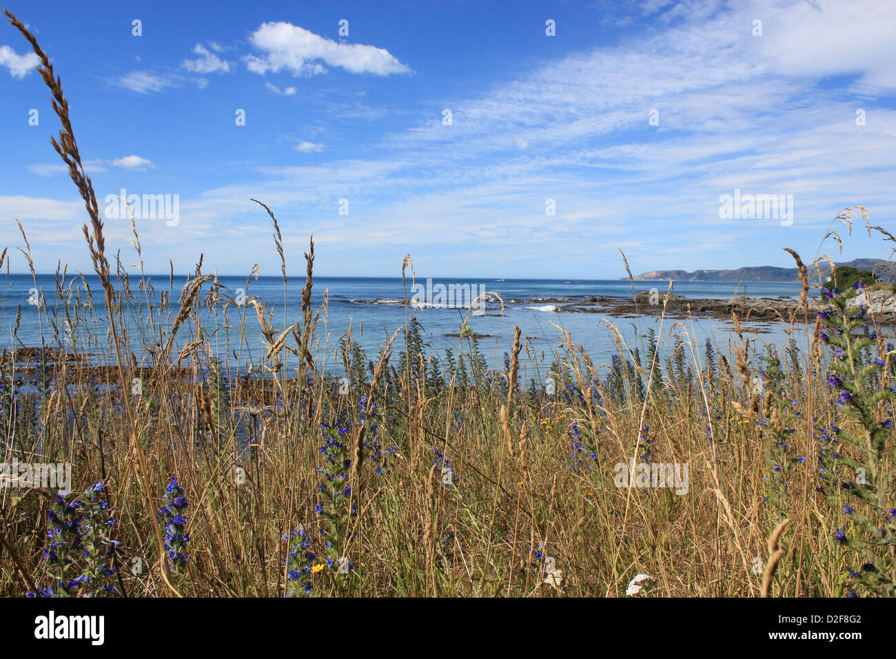 Seepromenade mit Feldblumen, ruhigen Seeoberfläche und blauer Himmel mit einigen schönen Wolken, die Bank mit Strauch. Lake Tekapu Stockfoto