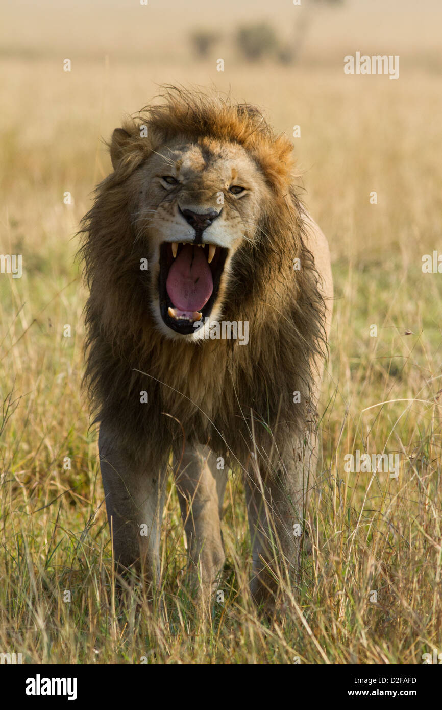 Gähnen männliche Löwen aus der Marsh stolz (Panthera Leo), Masai Mara, Kenia, Afrika Stockfoto