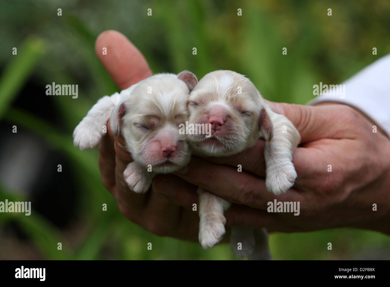 American Cocker Spaniel zwei Neugeborene in den Händen Hund Stockfoto