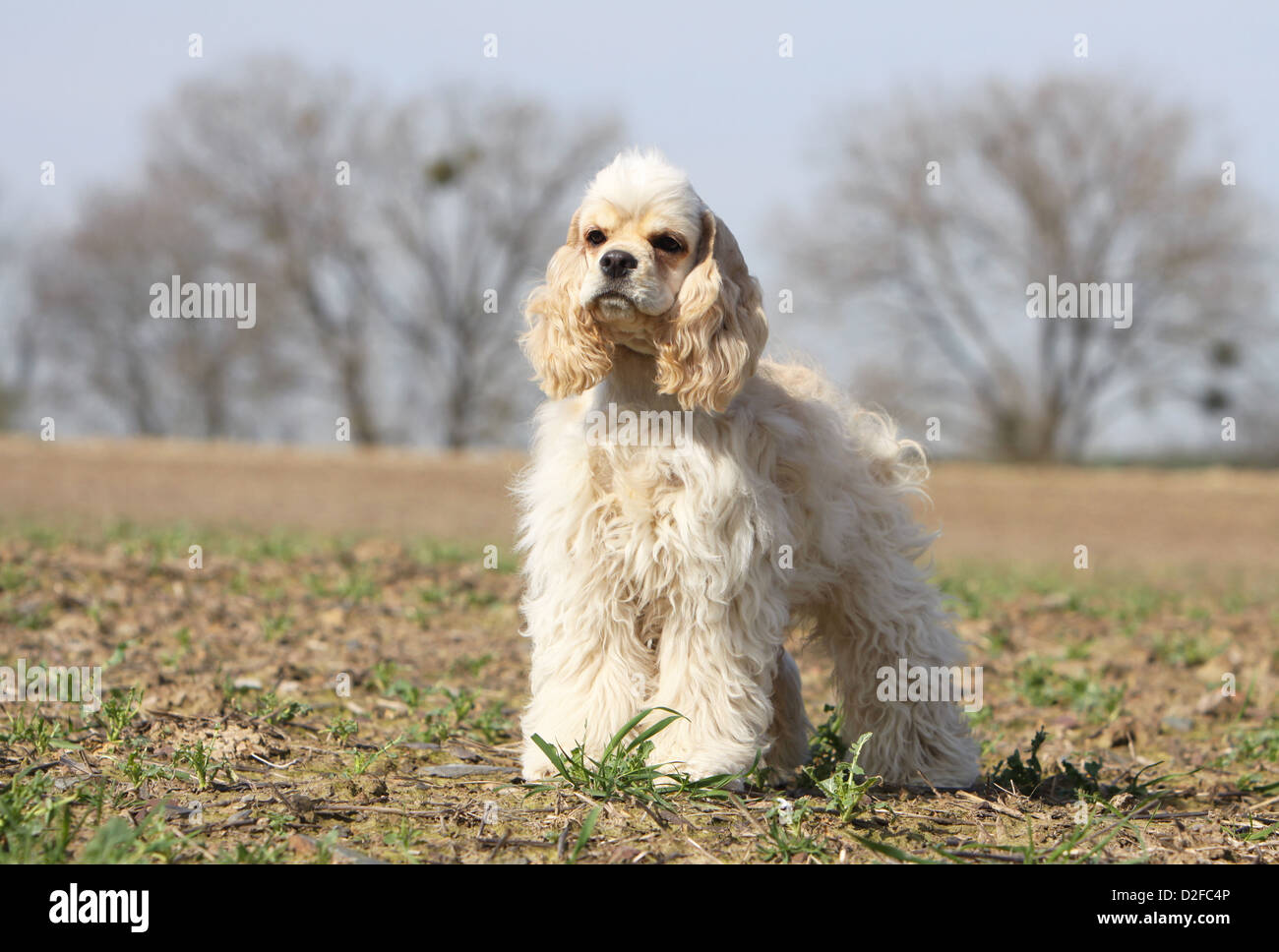 Hund American Cocker Spaniel Erwachsener (Creme) stehen in einem Feld Stockfoto