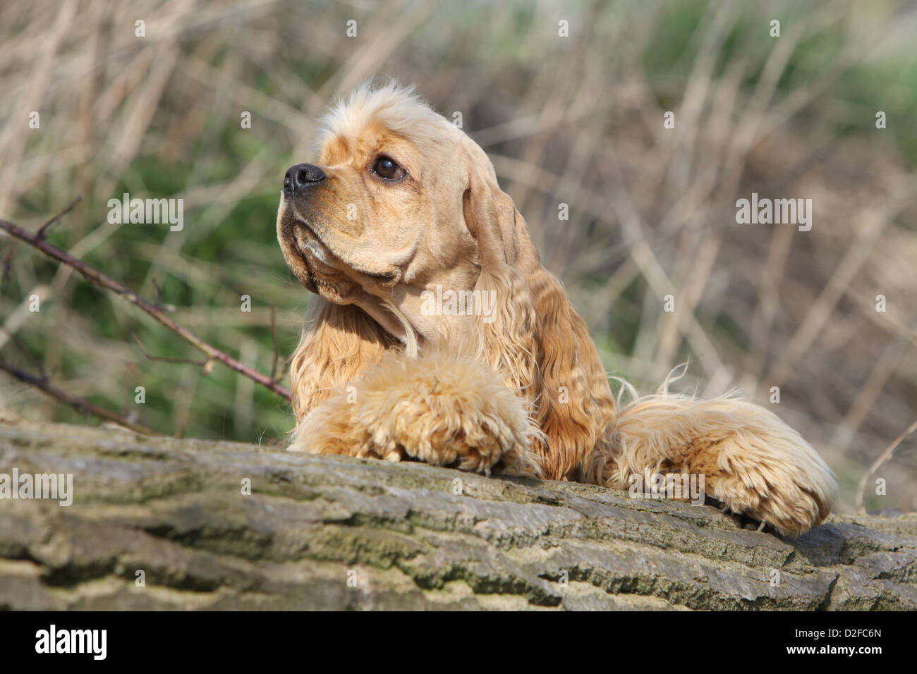 Hund American Cocker Spaniel Erwachsener (goldenen) liegen auf einem Holz Stockfoto
