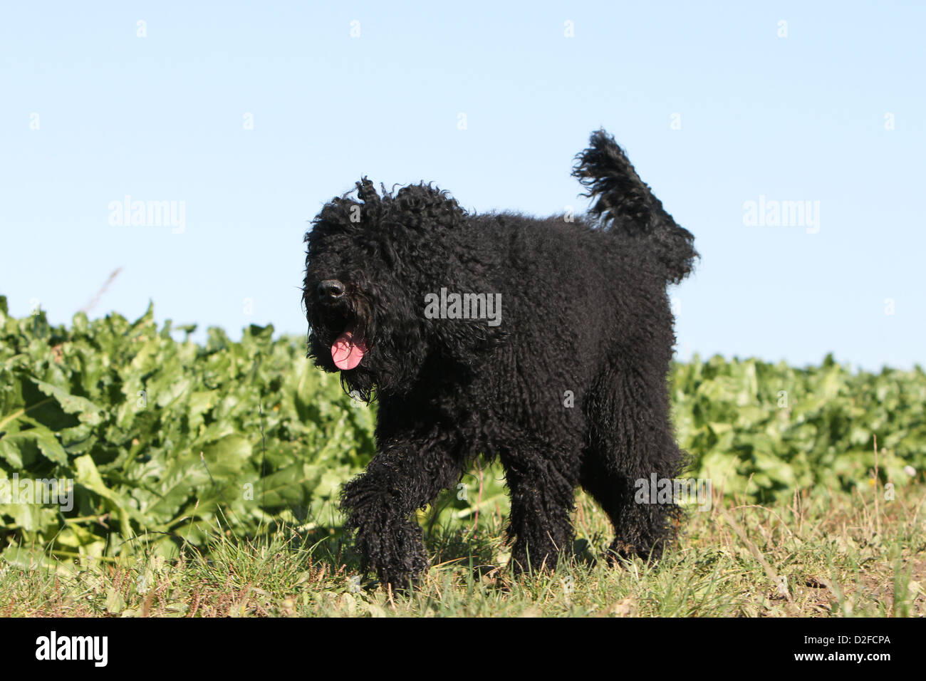 Barbet Hund / französische Wasserhund Erwachsenen zu Fuß in ein Feld Stockfoto