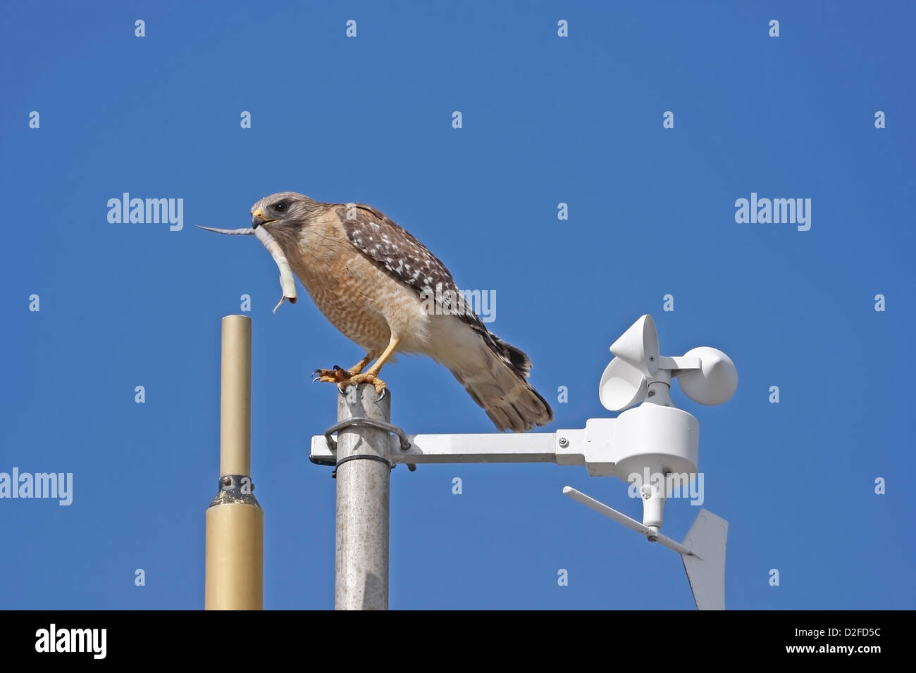 Rot-geschultert Falke (Buteo Lineatus) Stockfoto