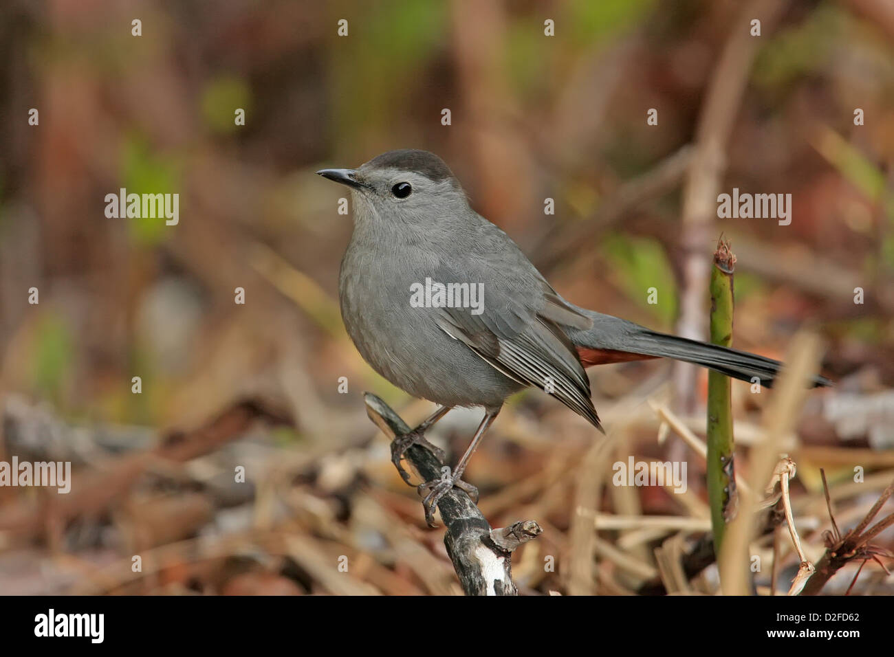 Graue Catbird (Dumetella Carolinensis) Stockfoto