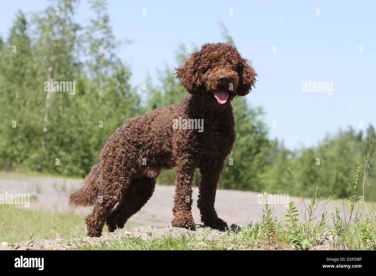Dog Barbet French Water Dog Stockfotos und -bilder Kaufen - Alamy
